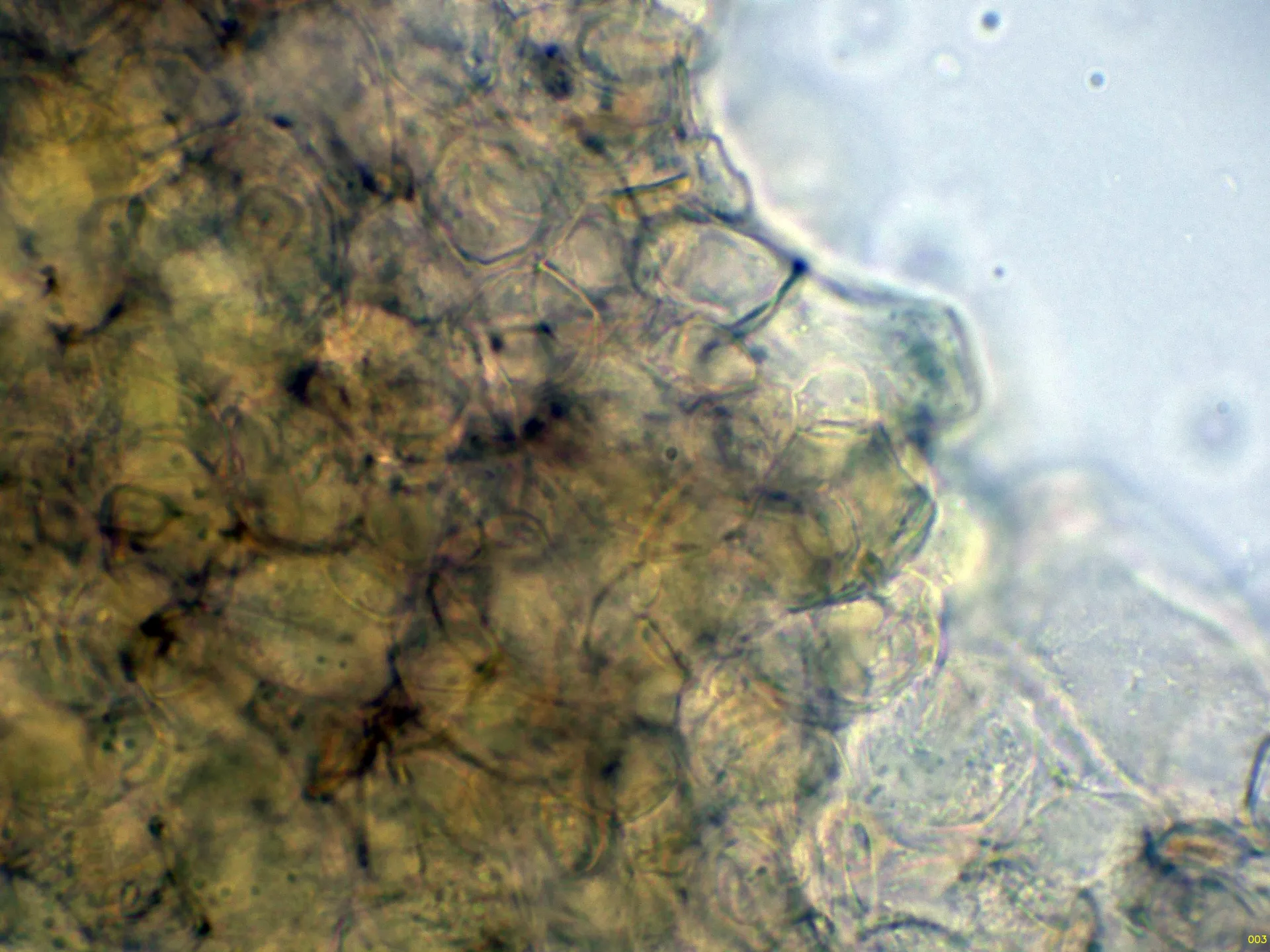 10 - Excípulo ectal Melzer-003
